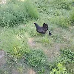 Cecetkuv Statek Vysoke Myto