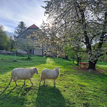 Cecetkuv Statek Apartament *