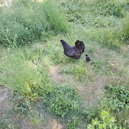 čečetkův Statek Vysoké Mýto