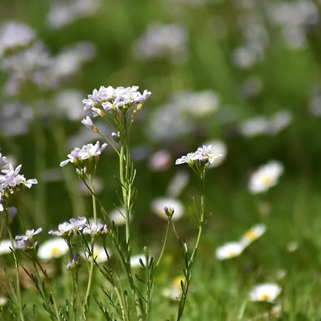 Apartament Cecetkuv Statek