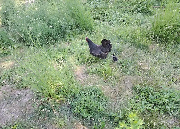 Cecetkuv Statek Vysoké Mýto